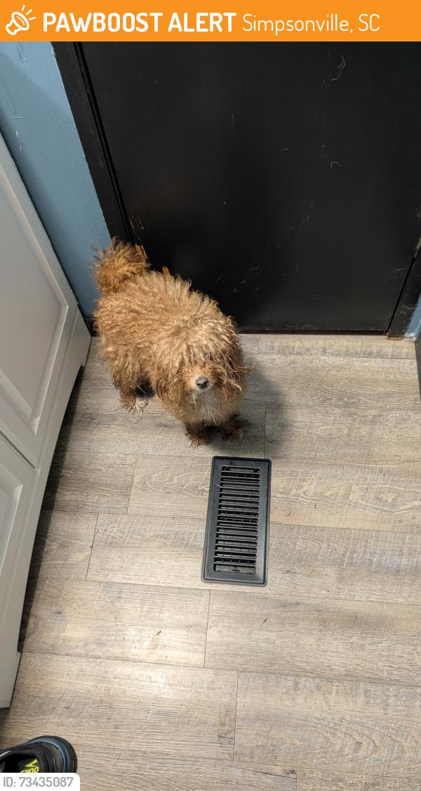 Found/Stray Female Dog last seen Lee Vaughn Rd, Simpsonville, SC 29681