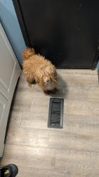 Found/Stray Female Dog last seen Lee Vaughn Rd, Simpsonville, SC 29681