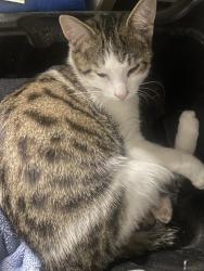 Lost Female Cat last seen Bloor st and Wilson rd S, Oshawa, ON L1H 3N5