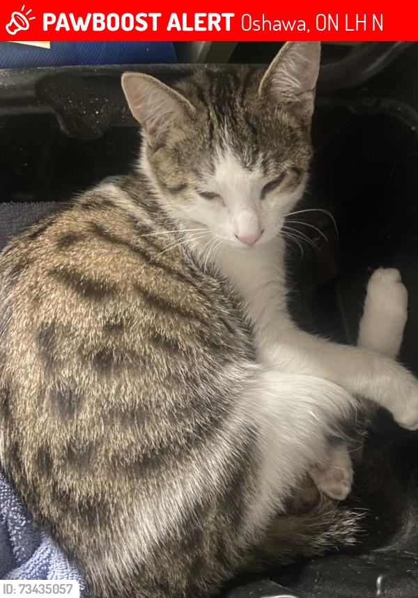 Lost Female Cat last seen Bloor st and Wilson rd S, Oshawa, ON L1H 3N5