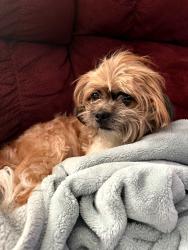Lost Male Dog last seen Near Pershing St high point, High Point, NC 27260