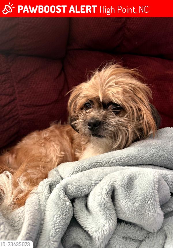 Lost Male Dog last seen Near Pershing St high point, High Point, NC 27260