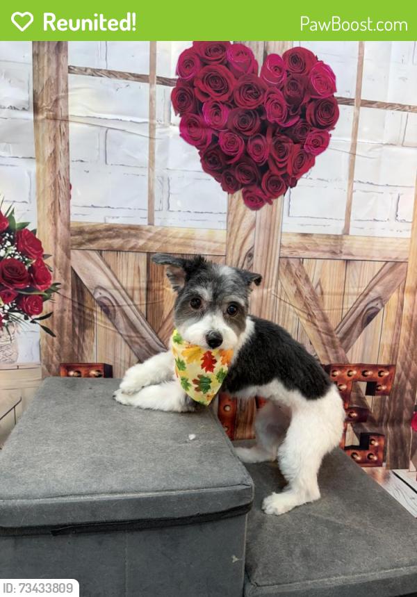 Reunited Female Dog last seen Near Muhlenberg St, Reading, PA 19602, USA, Reading, PA 19602