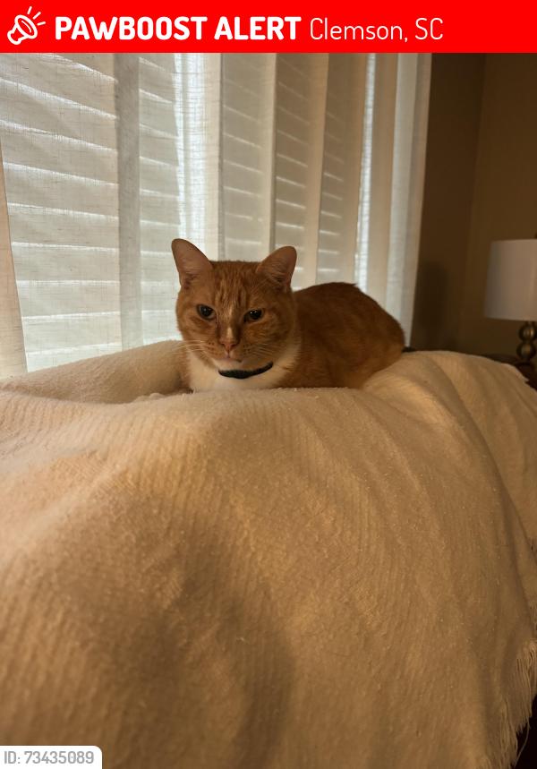 Lost Male Cat last seen At the end of Stonebridge Dr. And Vineyard Rd, Clemson, SC 29631