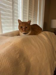 Lost Male Cat last seen At the end of Stonebridge Dr. And Vineyard Rd, Clemson, SC 29631