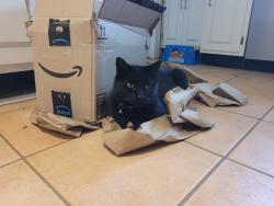 Lost Male Cat last seen Harrison Fire Dept., Columbus, IN 47201