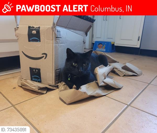 Lost Male Cat last seen Harrison Fire Dept., Columbus, IN 47201