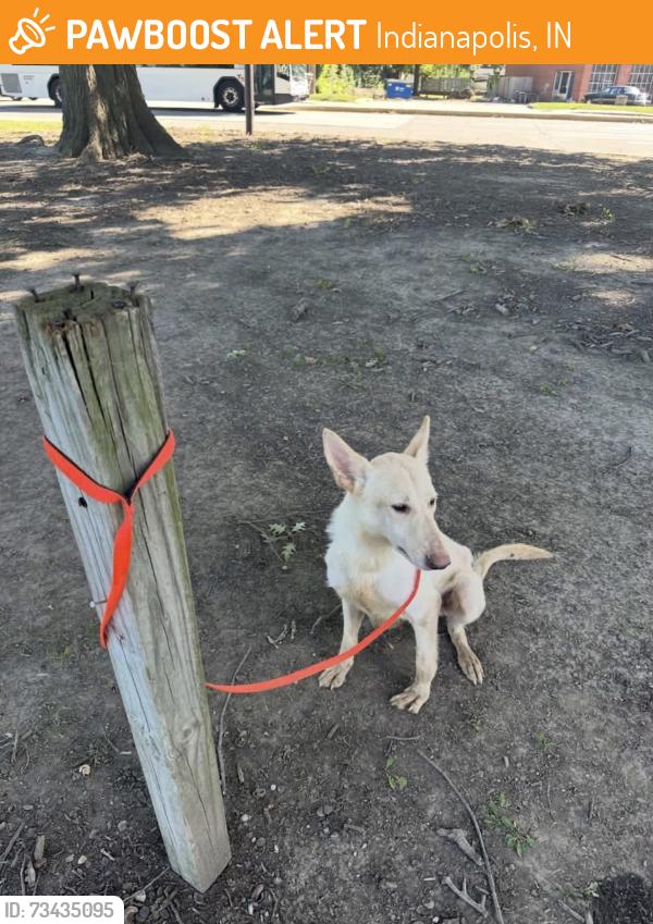 Found/Stray Female Dog last seen Troy and Keystone Ave, Indianapolis, IN 46203