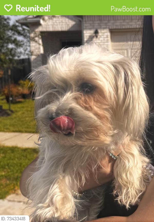 Reunited Unknown Dog last seen Aurora subdivision, Katy, TX 77493