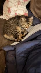 Lost Male Cat last seen Ontario St, Buffalo, NY 14207