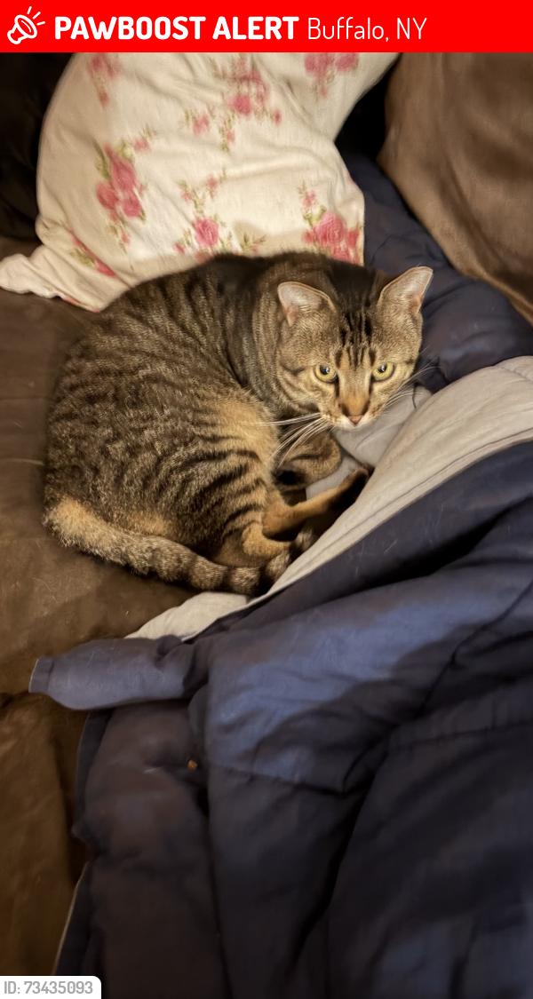 Lost Male Cat last seen Ontario St, Buffalo, NY 14207