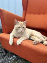 Reunited Male Cat last seen County Road 4309 N, Greenville, TX 75401