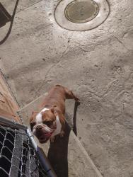 Found/Stray Male Dog last seen Overhill and Addison, Chicago, IL 60634