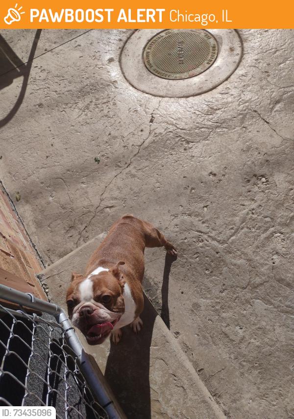 Found/Stray Male Dog last seen Overhill and Addison, Chicago, IL 60634
