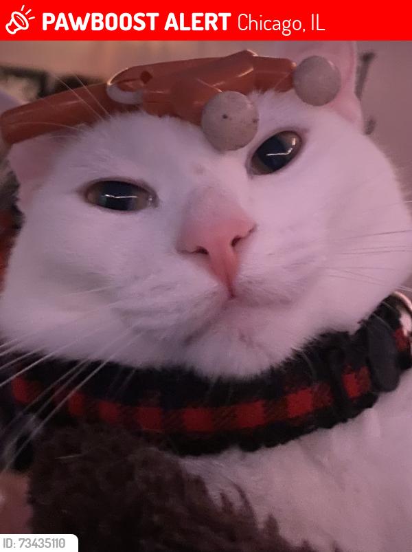 Lost Female Cat last seen belmont, Chicago, IL 60639