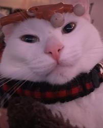 Lost Female Cat last seen belmont, Chicago, IL 60639