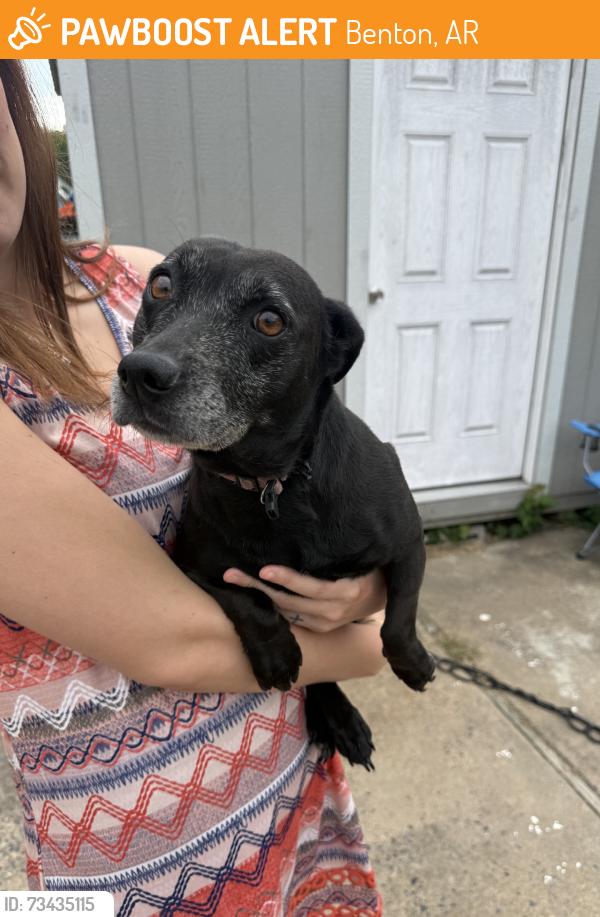 Found/Stray Unknown Dog last seen Dollar general, Benton, AR 72018