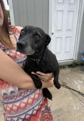 Found/Stray Unknown Dog last seen Dollar general, Benton, AR 72018