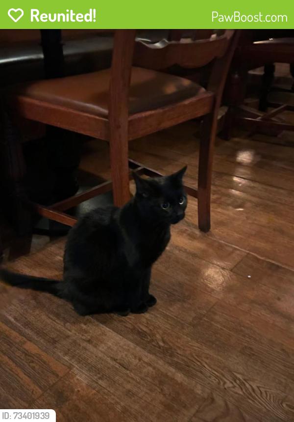 Reunited Unknown Cat last seen The Roebuck Pub, Chiswick, Chiswick, England W4 1PU