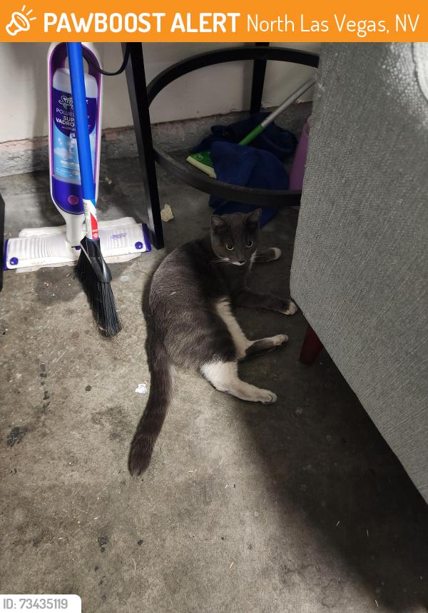 Found/Stray Female Cat last seen Alexander and Scott Robinson, North Las Vegas, NV 89032