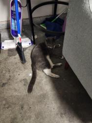 Found/Stray Female Cat last seen Alexander and Scott Robinson, North Las Vegas, NV 89032