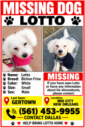 Lost Male Dog last seen S telemachus St/ gertown, New Orleans, LA 70125