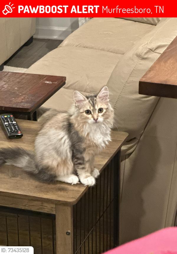 Lost Female Cat last seen Shelton Square, Murfreesboro, TN 37129