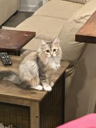 Lost Female Cat last seen Shelton Square, Murfreesboro, TN 37129
