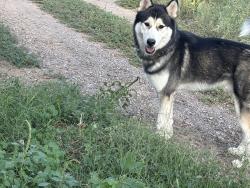 Found/Stray Unknown Dog last seen Golf Links & Mann, Tucson, AZ 85730