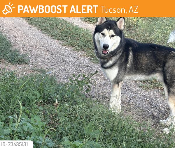 Found/Stray Unknown Dog last seen Golf Links & Mann, Tucson, AZ 85730