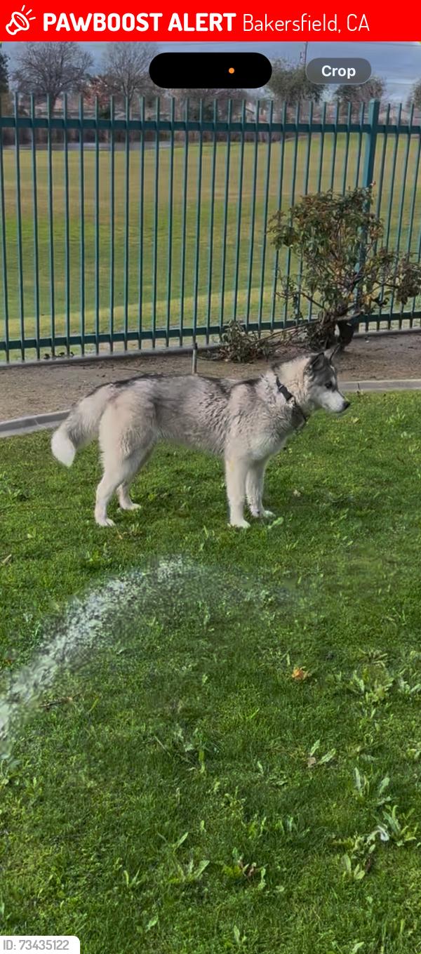 Lost Female Dog last seen Centennial High School, Bakersfield, CA 93312
