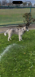 Lost Female Dog last seen Centennial High School, Bakersfield, CA 93312