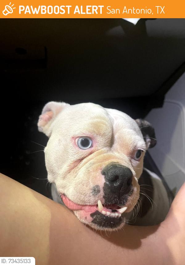 Found/Stray Female Dog last seen Shaenfield and Wildhorse Pkwy, San Antonio, TX 78253
