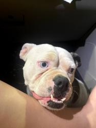 Found/Stray Female Dog last seen Shaenfield and Wildhorse Pkwy, San Antonio, TX 78253