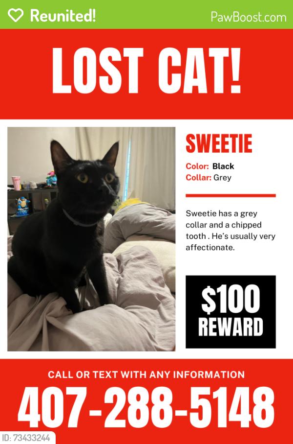Reunited Male Cat last seen We are across from, Orlando, FL 32822