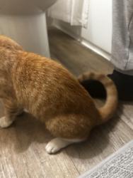Found/Stray Unknown Cat last seen Sandy lane and parkview drive, Bensalem, PA 19020