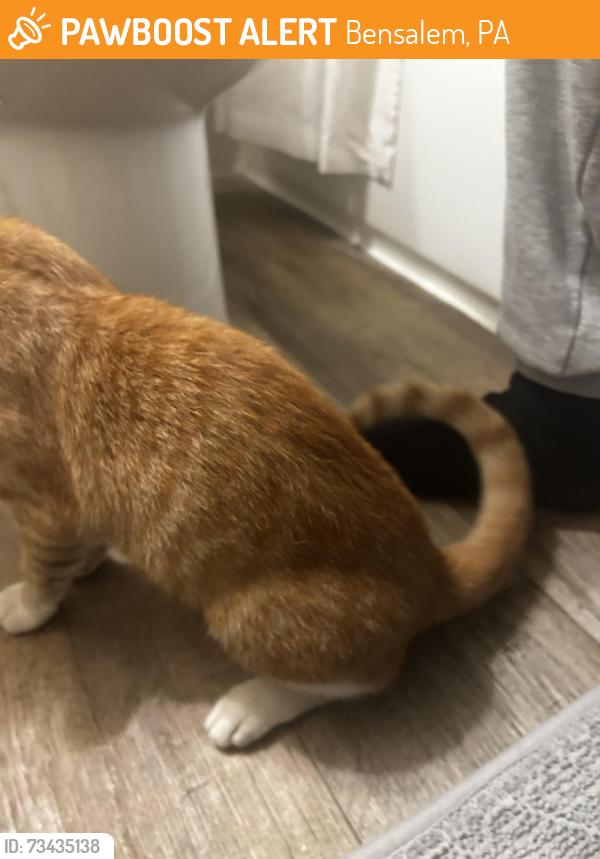 Found/Stray Unknown Cat last seen Sandy lane and parkview drive, Bensalem, PA 19020
