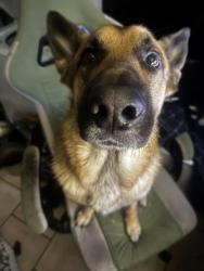 Lost Male Dog last seen Near W McKinley St, Phoenix, AZ 85043, Phoenix, AZ 85043