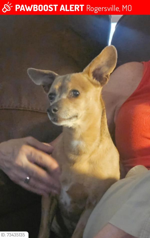 Lost Female Dog last seen Near hedgpeth rd, Rogersville, MO 65742