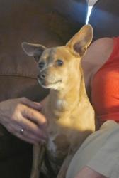 Lost Female Dog last seen Near hedgpeth rd, Rogersville, MO 65742