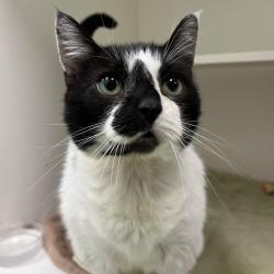 Shelter Stray Female Cat last seen , Animal Care & Control Team of Philly, 111 W Hunting Park Ave, Philadelphia, PA 19140, USA