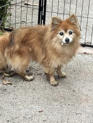 Found/Stray Unknown Dog last seen Near Indian Creek Dr, Chula Vista, CA 91915