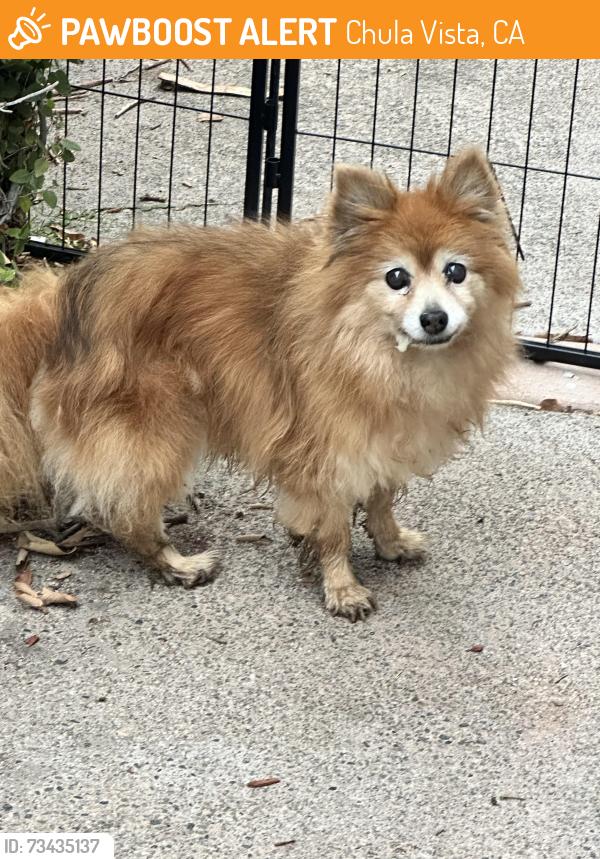 Found/Stray Unknown Dog last seen Near Indian Creek Dr, Chula Vista, CA 91915