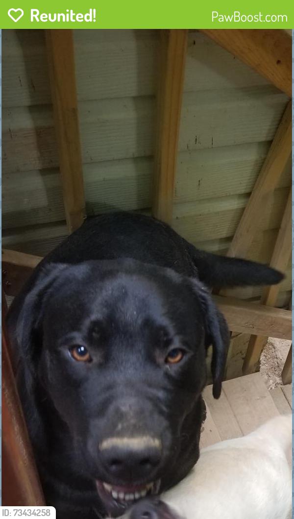 Reunited Male Dog last seen Triangle Va, Triangle, VA 22172