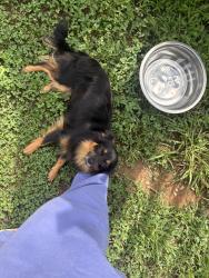 Lost Female Dog last seen Near 8600–8798 Carroll St Hickory, NC 28601 United States, Hickory, NC 28602