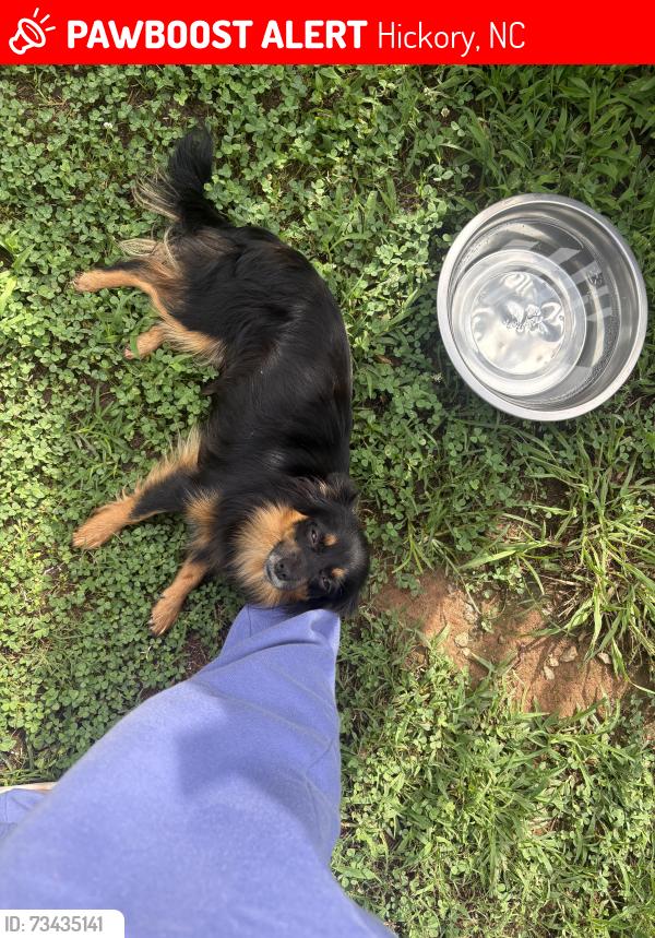 Lost Female Dog last seen Near 8600–8798 Carroll St Hickory, NC 28601 United States, Hickory, NC 28602