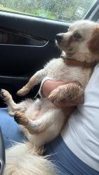 Lost Male Dog last seen Near huffine mill rd, McLeansville, NC 27301