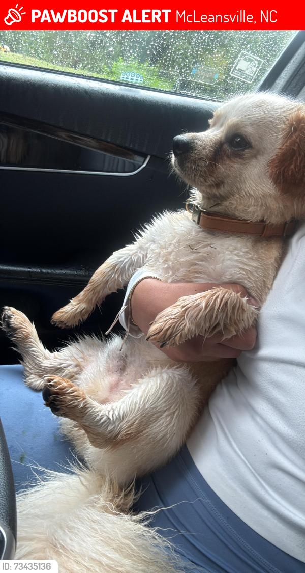 Lost Male Dog last seen Near huffine mill rd, McLeansville, NC 27301