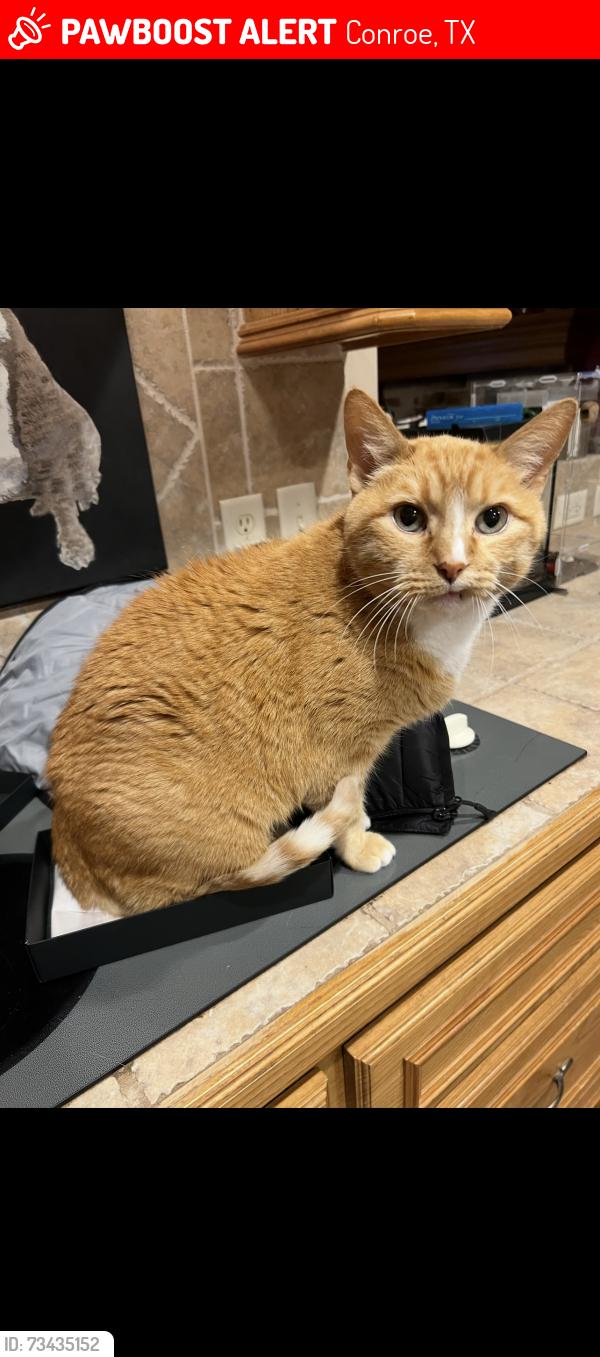 Lost Male Cat last seen Cleveland Rd and Old Hwy 105 W, Conroe, TX 77304