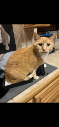 Lost Male Cat last seen Cleveland Rd and Old Hwy 105 W, Conroe, TX 77304